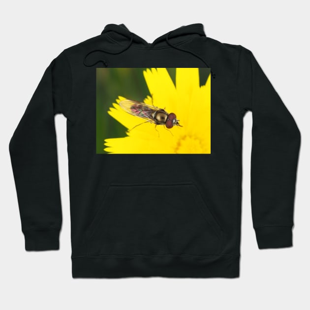 Hoverfly on dandelion Hoodie by SDym Photography